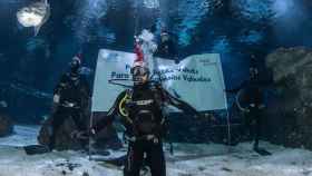El extenista David Ferrer realizando una inmersión con fines solidarios en el Aquàrium de Barcelona / AQUÀRIUM DE BARCELONA