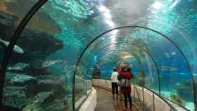 Interior del Aquarium de Barcelona, uno de los mejores planes para realizar con bebés / Paul Hermans - PIXABAY