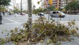 Árbol caído en plena calle de Barcelona / EUROPA PRESS