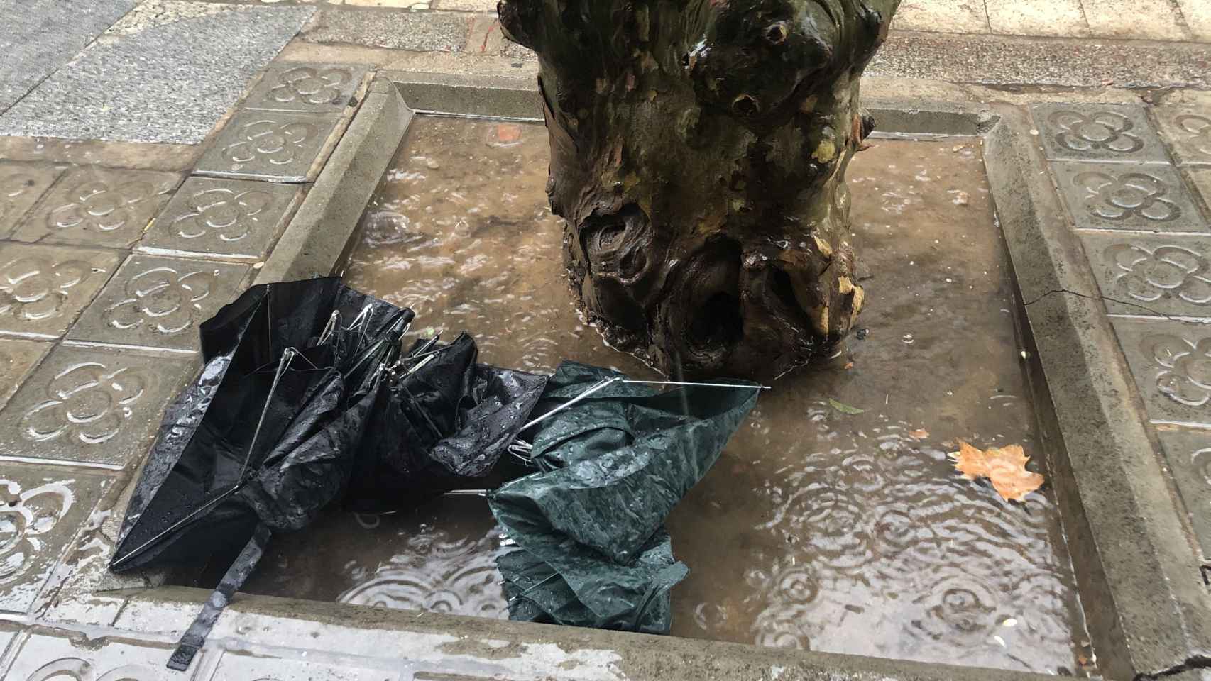 Paraguas rotos en un alcorque de Barcelona / METRÓPOLI ABIERTA