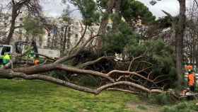 Un árbol caído en un parque con varios operarios trabajando / EFE