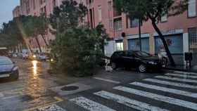 Árbol caído por el temporal Gloria en Barcelona / METRÓPOLI ABIERTA
