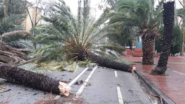 Palmeras caídas en la Rambla de Prim / ÒSCAR BENÍTEZ