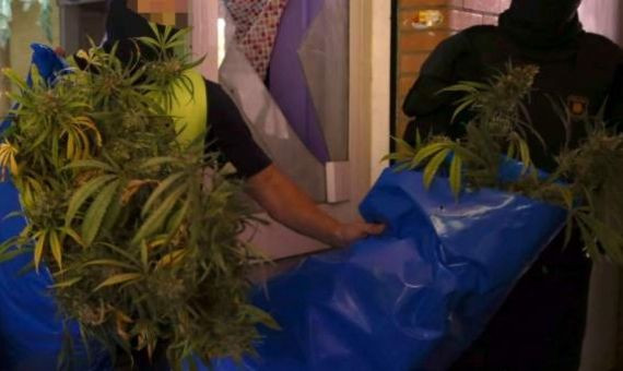 Agentes de los mossos requisan plantas de marihuana en junio de 2015 / EFE