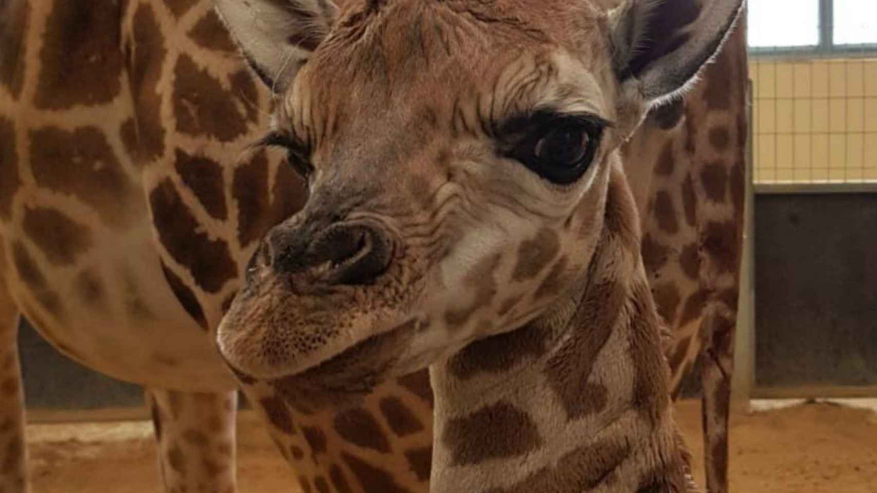 Cría de jirafa de Rothschild, nacida en el Zoo de Barcelona / EUROPA PRESS