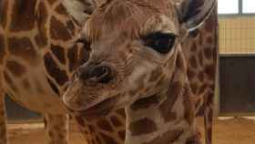 Cría de jirafa de Rothschild, nacida en el Zoo de Barcelona / EUROPA PRESS