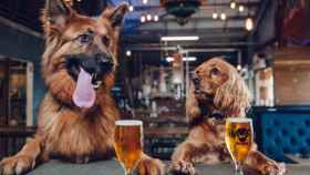 Dos perros durante una cata de cerveza en Barcelona