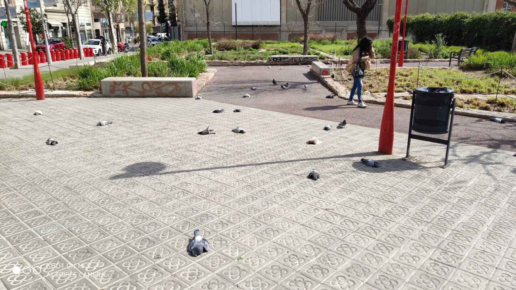 Decenas de palomas muertas en el mercado del Ninot del Eixample