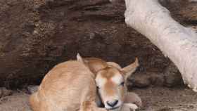 Imagen del oryx recién nacido en el Zoo de Barcelona / HUGO FERNÁNDEZ - ZOO DE BARCELONA