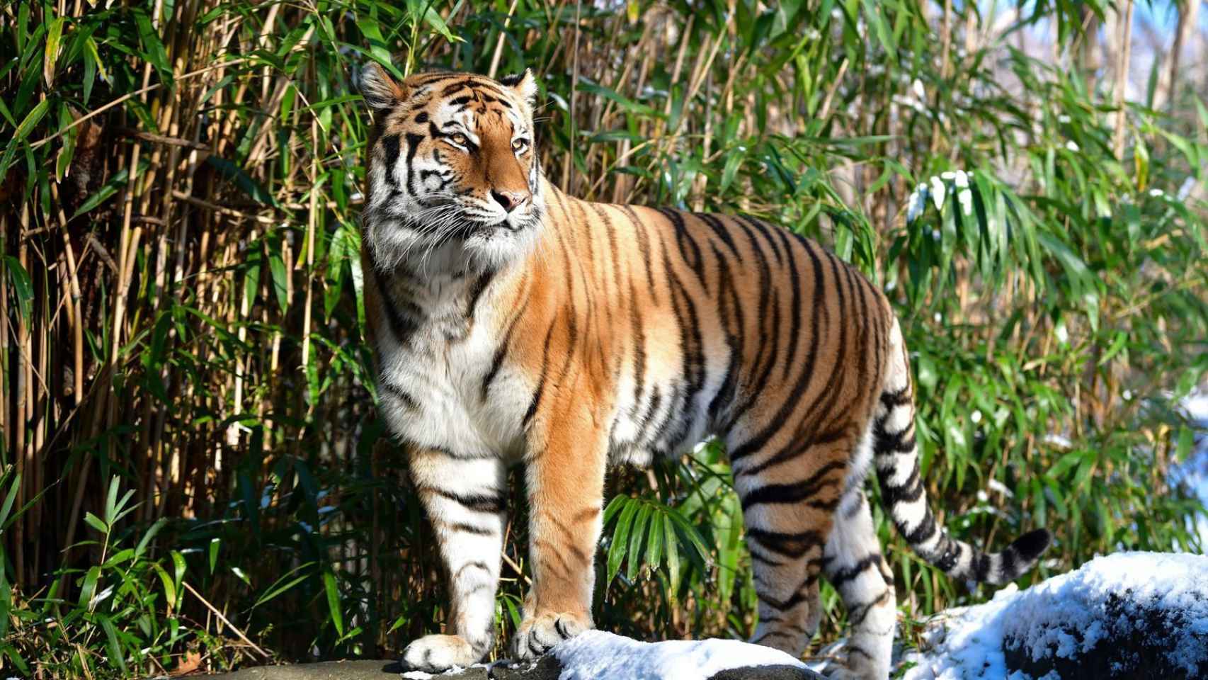 Un tigre fotografiado en el zoo del Bronx en 2017