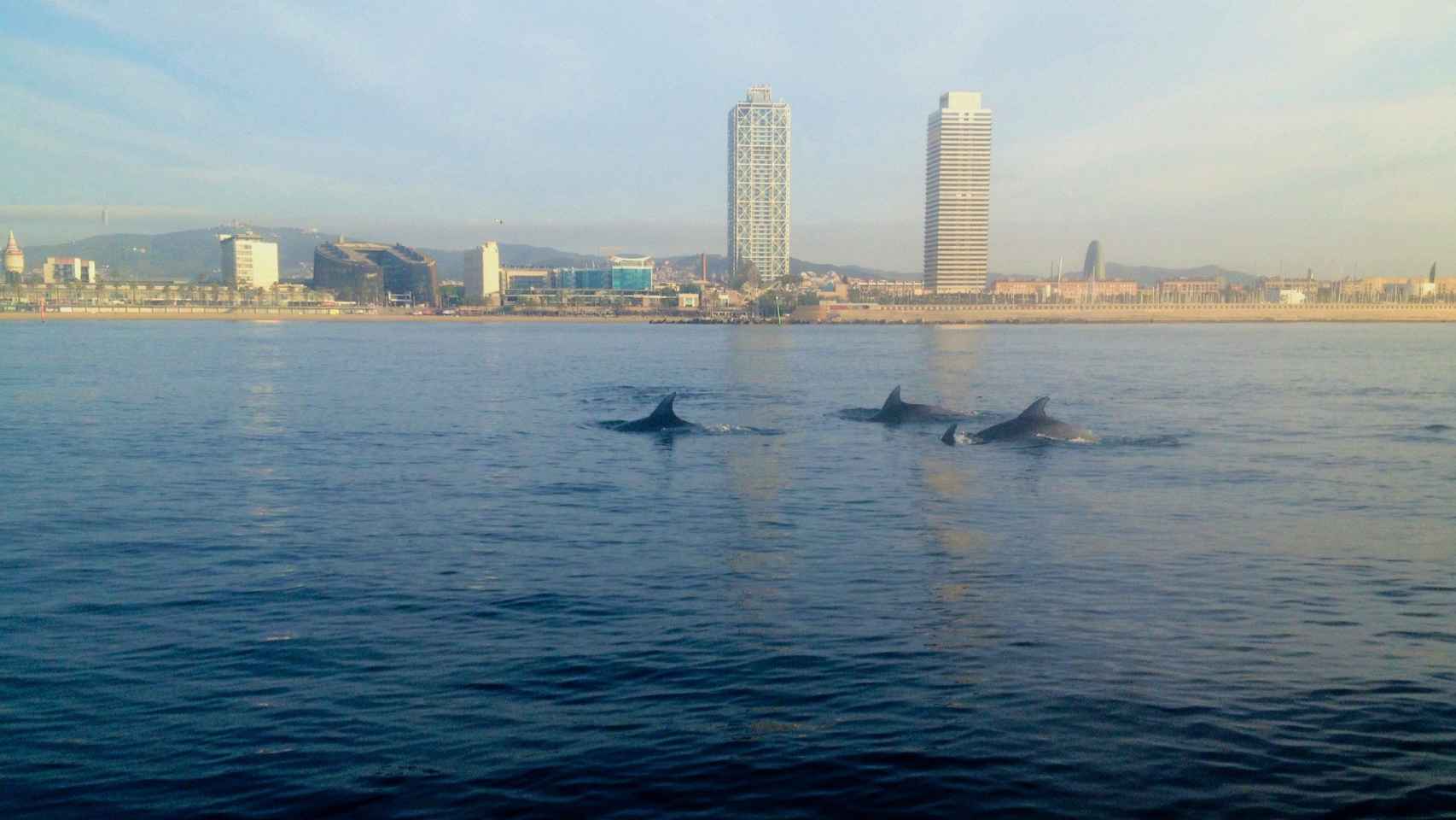 Tres delfines en la playa de la Barceloneta con las torres Mapfre de fondo en una imagen de archivo