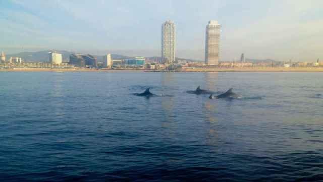 Tres delfines en la playa de la Barceloneta con las torres Mapfre de fondo en una imagen de archivo