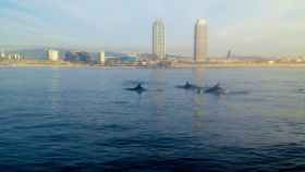 Tres delfines en la playa de la Barceloneta con las torres Mapfre de fondo en una imagen de archivo