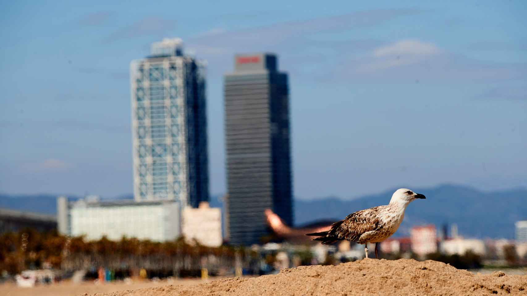 Una gaviota pasea por la playa de Barcelona en Semana Santa / EFE - ALEJANDRO GARCÍA