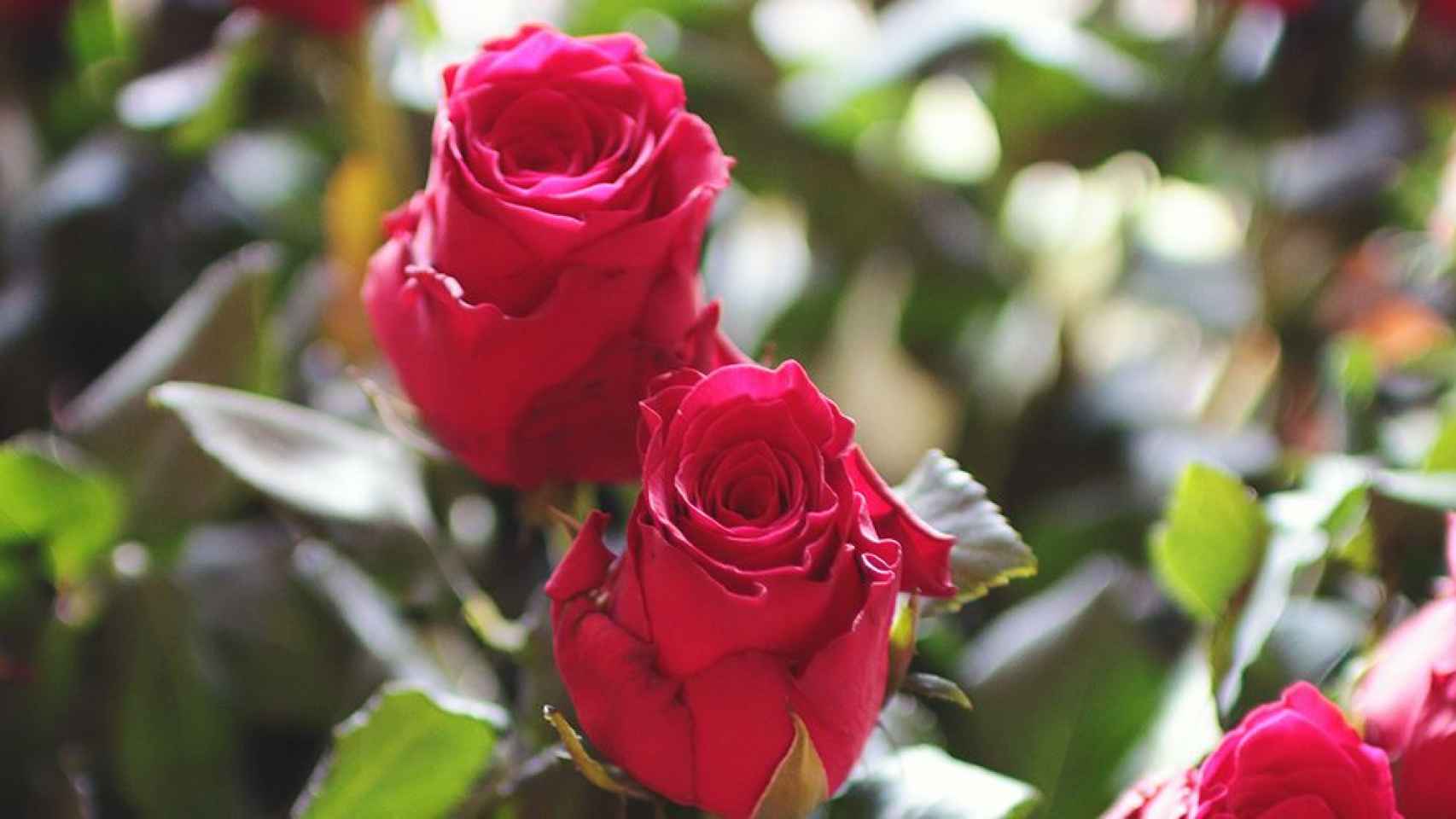 Rosas de Sant Jordi a punto de ser vendidas