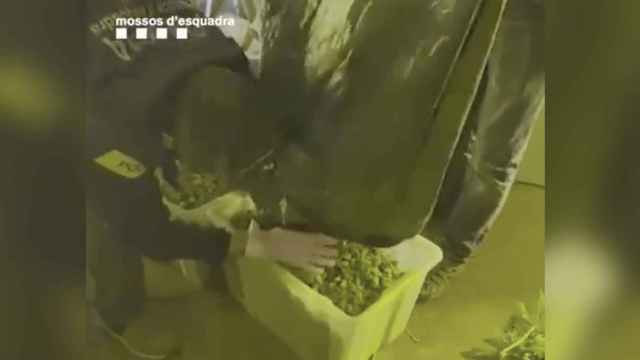 Un mosso incautando la marihuana en la nave de L'Hospitalet / MOSSOS D'ESQUADRA