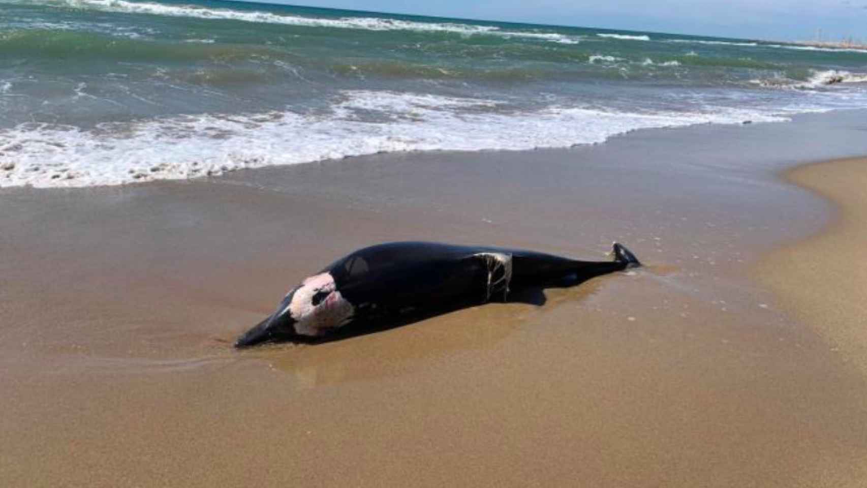 Aparece un delfín muerto en la playa Les Botigues de Sitges / AYUNTAMIENTO DE SITGES