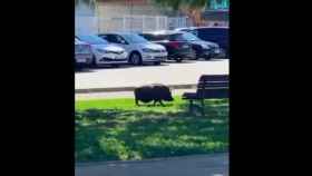 El cerdo, paseando por L'Hospitalet / @VDRIPEREZ