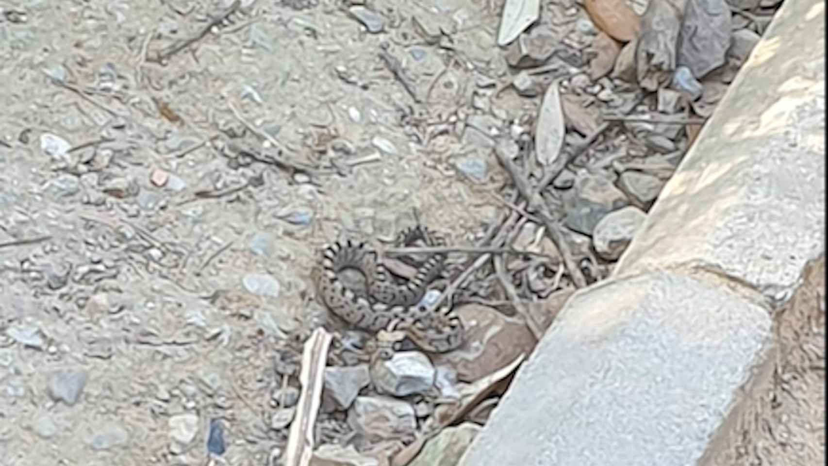 Ésta fue la serpiente que se encontraron unos vecinos en el parque del Carmel el miércoles por la tarde / MA