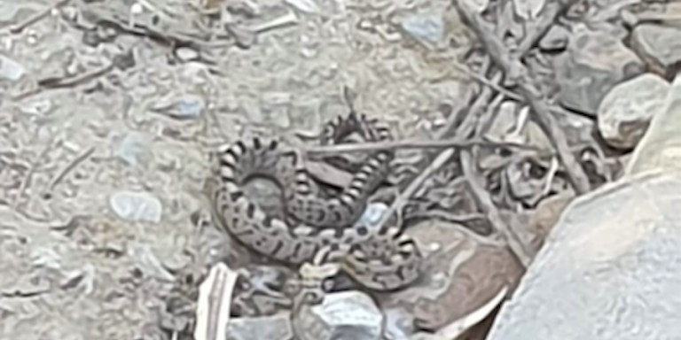 Imagen de la serpiente encontrada en el parque del Carmel / MA