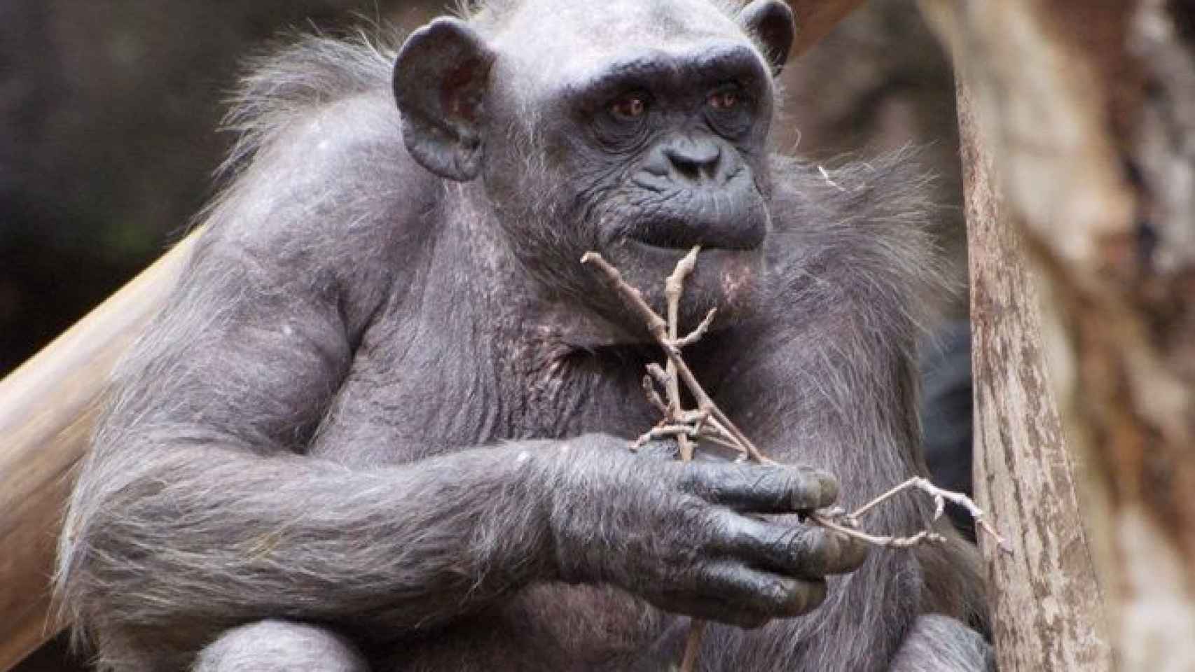 La chimpancé más longeva de Europa en el Zoo de Barcelona, la Vieja / ZOO DE BARCELONA