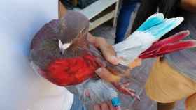 Una de las palomas robadas para uso deportivo en Santa Coloma de Gramenet / MOSSOS D'ESQUADRA vía TWITTER