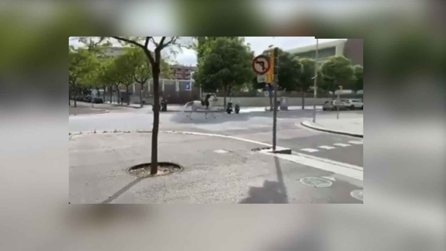 Captura de pantalla del vídeo del caballo de la urbana que se dio a la fuga por las calles del Poblenou / METRÓPOLI ABIERTA