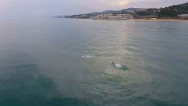 Captura de pantalla del vídeo de los delfines vistos en el Maresme / ERIC SALA