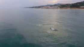 Captura de pantalla del vídeo de los delfines vistos en el Maresme / ERIC SALA
