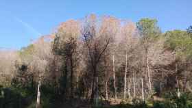 Un bosque en el municipio de Sant Andreu de Llavaneres