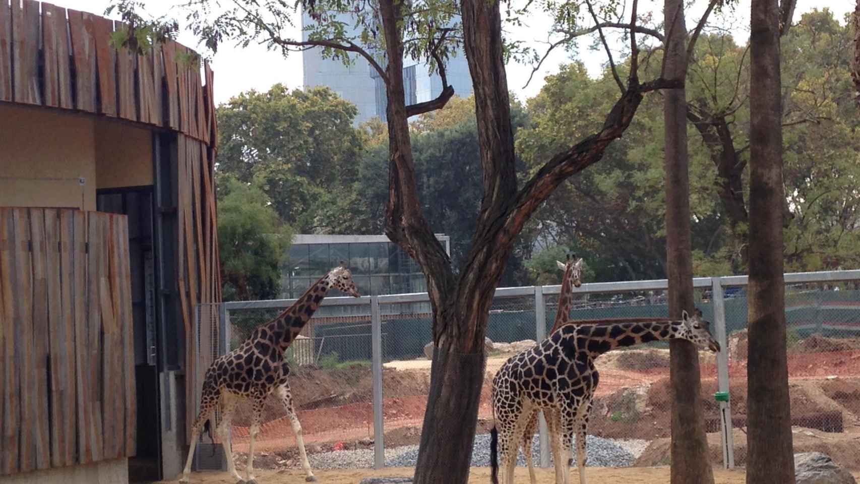 Imagen del nuevo espacio para las jirafas del Zoo de Barcelona / ZOO BCN