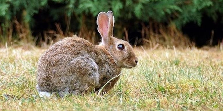 El número de conejos ha aumentado en el AMB en los últimos dos meses / ANIMALADOS.COM