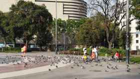 Un grupo de personas alimenta a palomas en la plaza Catalunya el pasado 7 de mayo / G.A