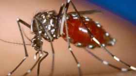 Mosquitos tigre / ARCHIVO