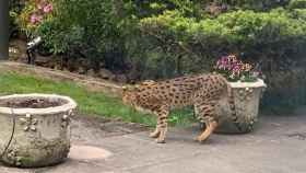 'Gato gigante' en el jardín de una casa en Londres / TWEETONLONDON