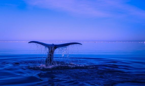 Una ballena en el mar / ARCHIVO