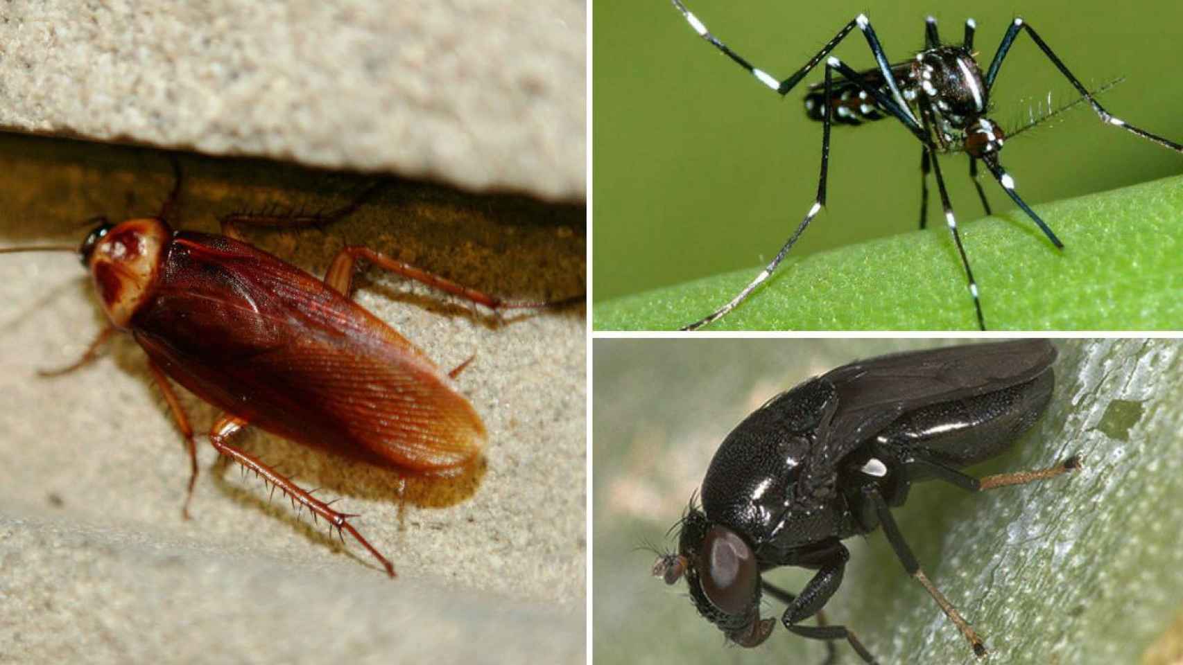 Ejemplo de mosquito, mosca negra y cucarachas