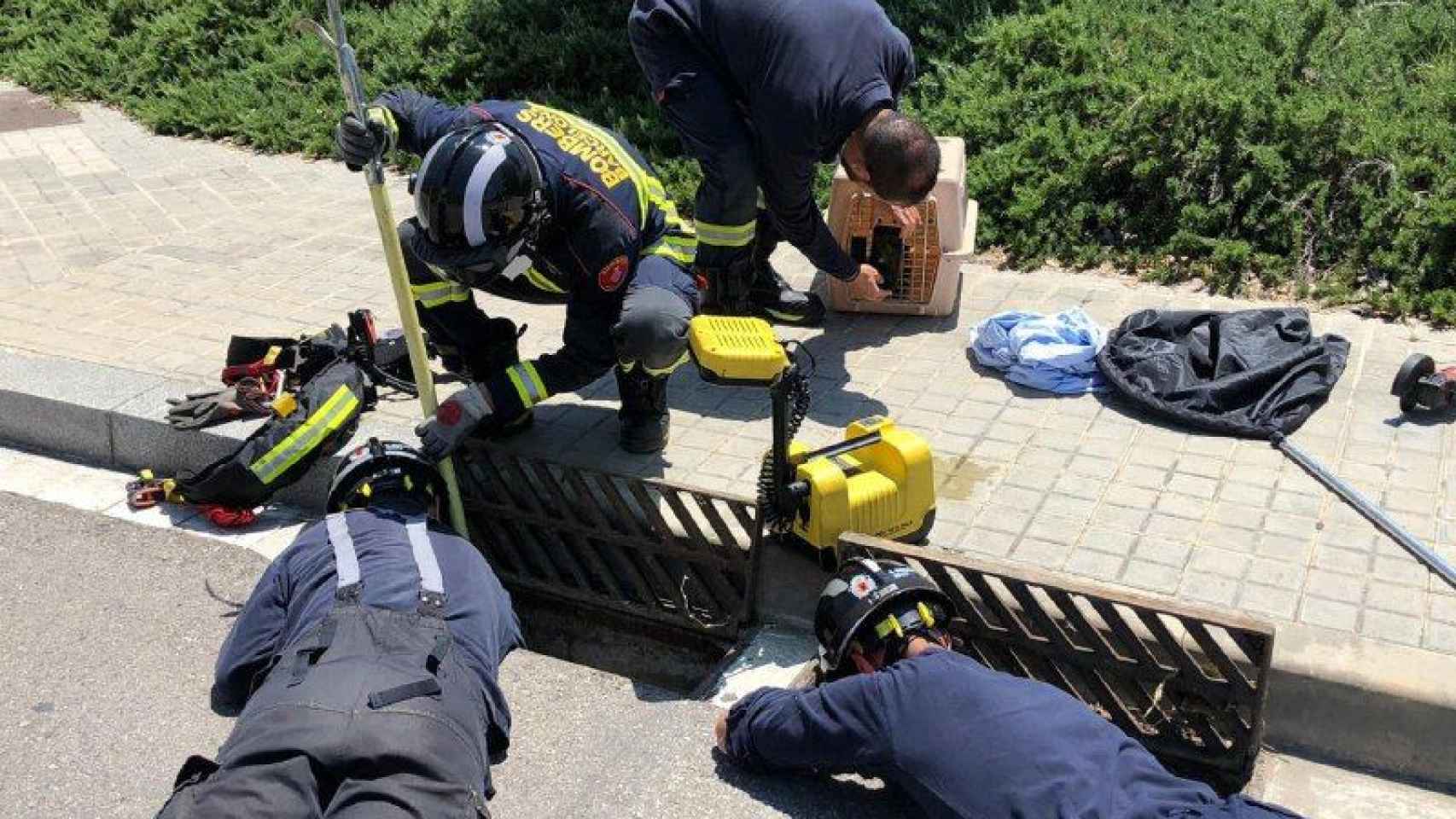 Un grupo de bomberos rescatando a los nueve patos en Nou Barris / BOMBERS BARCELONA
