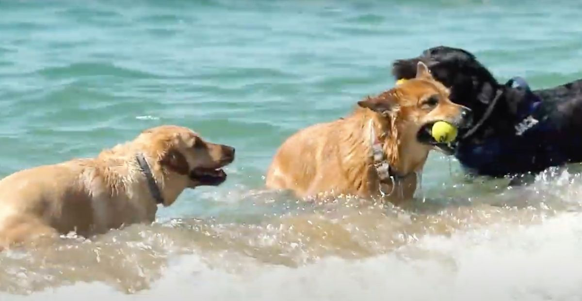 Tres perros juegan en la playa de Levante / AYUNTAMIENTO DE BARCELONA