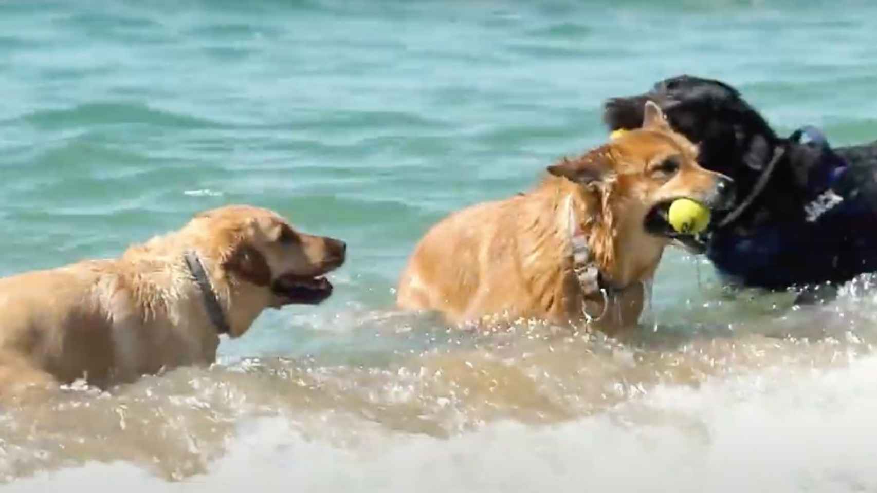 Tres perros juegan en la playa de Levante / AYUNTAMIENTO DE BARCELONA