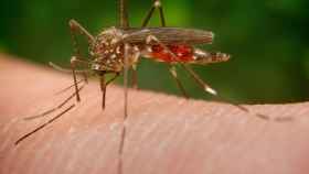 Imagen ampliada de un mosquito de Japón o 'Aedes Japonicus' / WIKIPEDIA