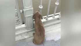 El perro espera a su dueño en un puente de Wuhan