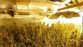 Imagen de un cultivo de marihuana en Sant Esteve Sesrovires / MOSSOS