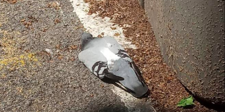 Imagen de una paloma muerta en Barcelona / BLUE BIRDS