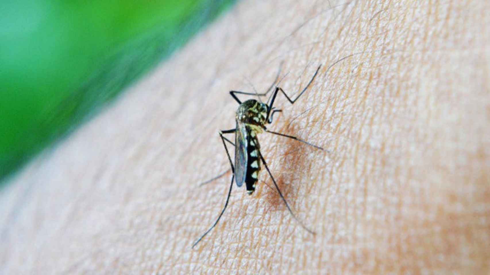 Alerta por la llegada del mosquito japonés