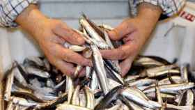 Un pescador de anchoas y sardinas del Mediterráneo