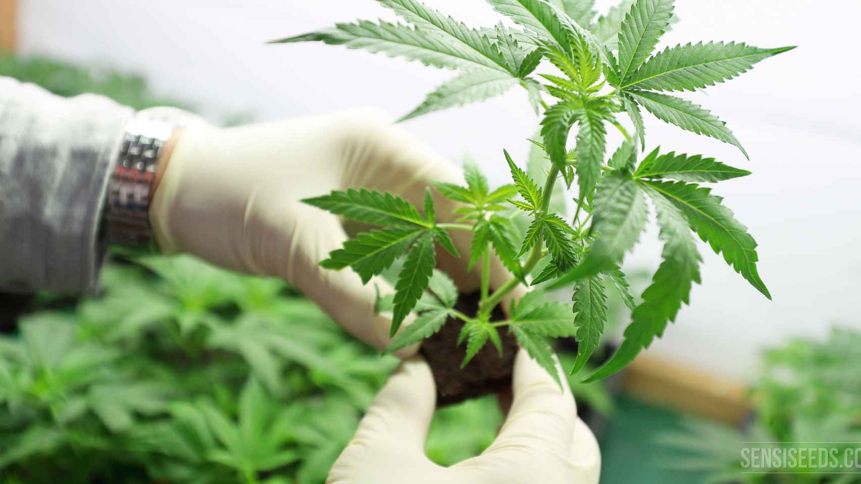 Un experto manipulando una planta de cannabis