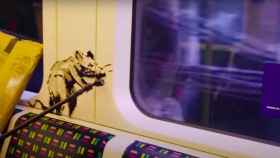 Captura de pantalla del vídeo del artista Banksy llenando de ratas el metro de Londres / BANKSY