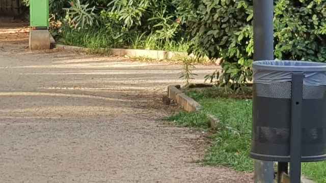 Una rata en el Turó Park / MA