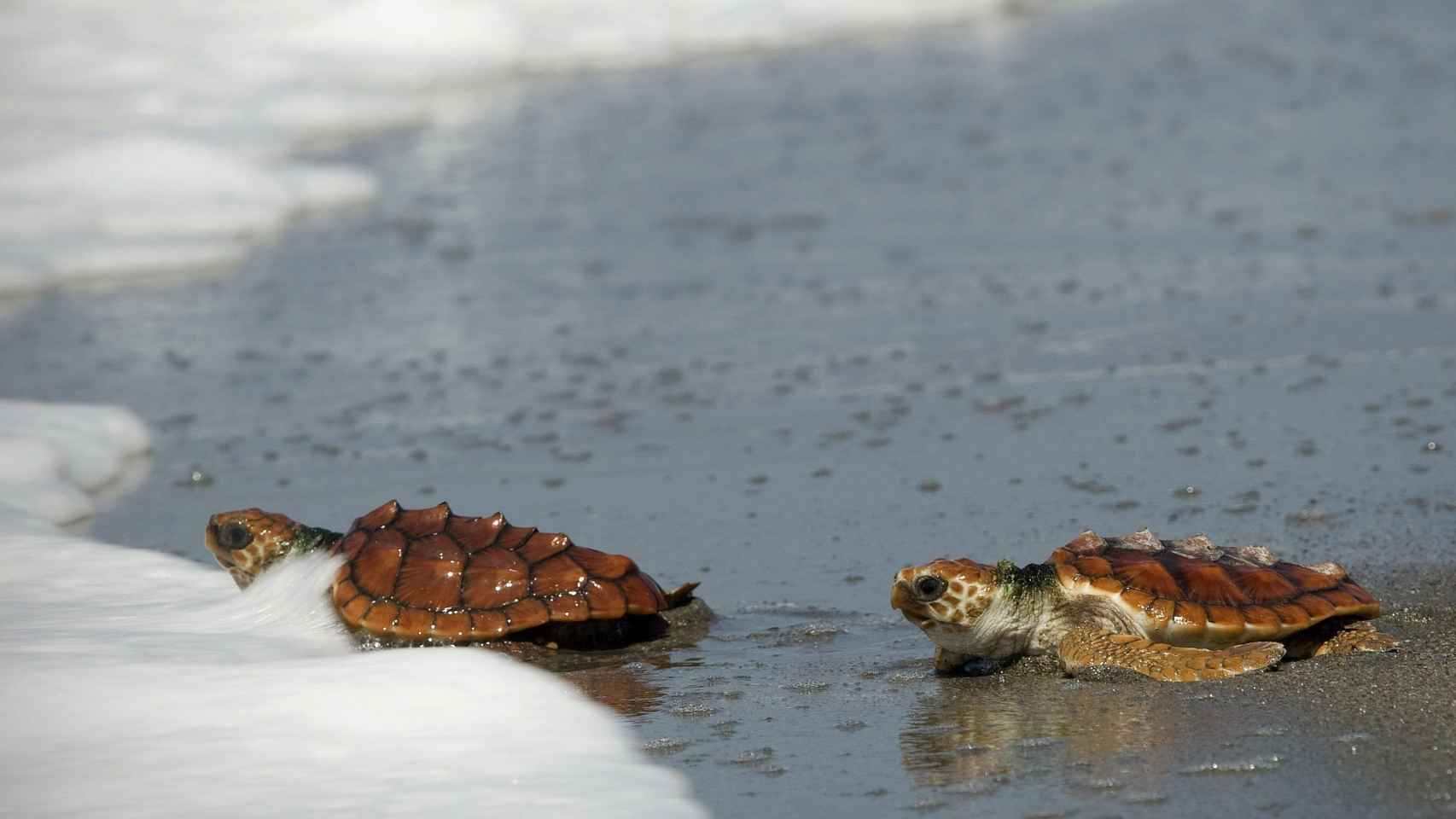 Dos ejemplares de tortuga boba en la playa / EFE